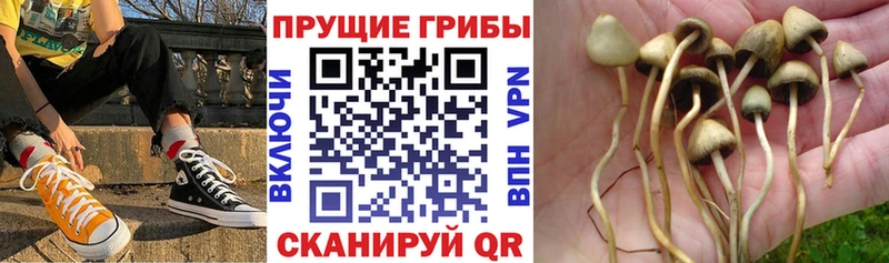 Псилоцибиновые грибы Psilocybe  купить  сайты  Трубчевск 